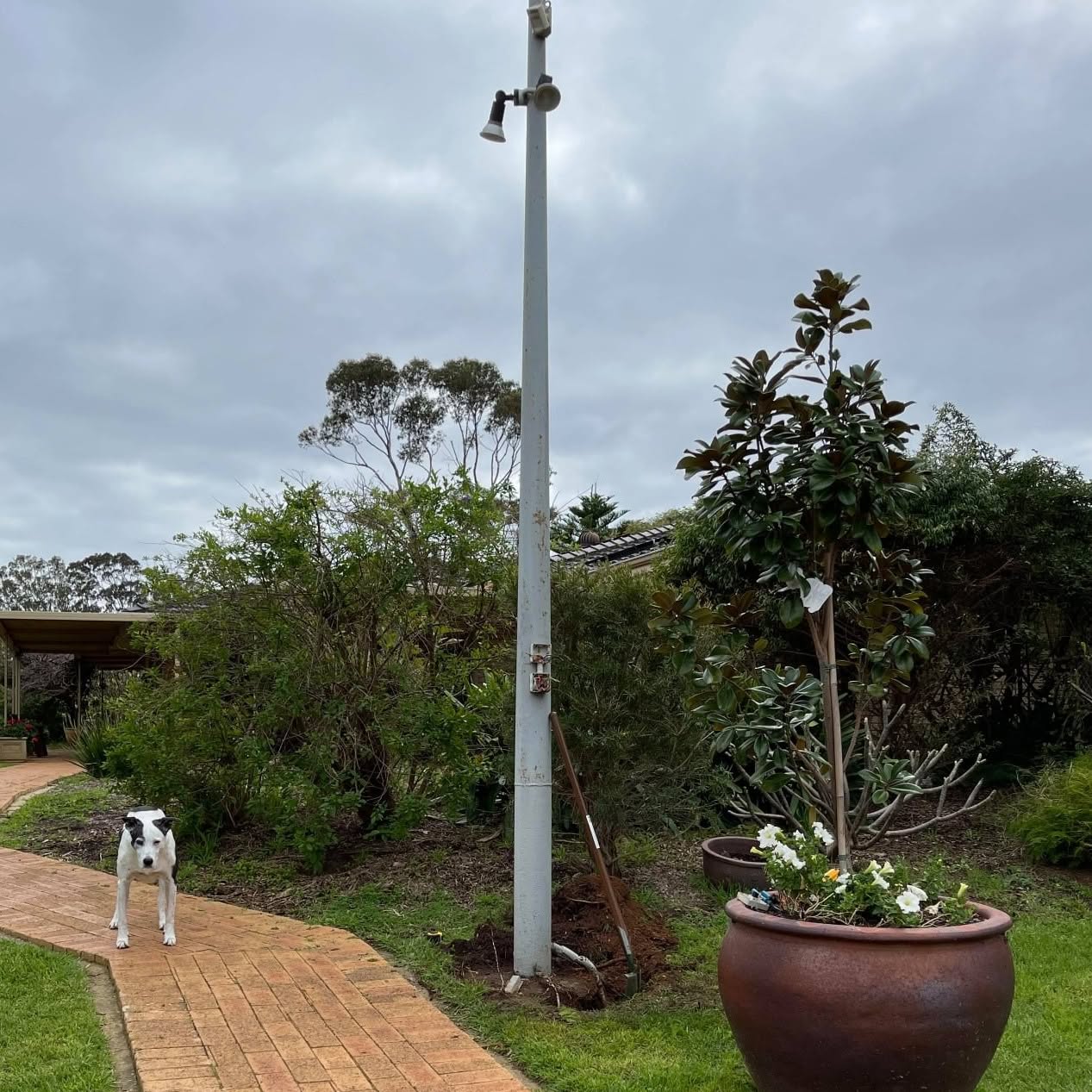 Garden bed with a pole and tools mid-job, and a dog standing on the brick path